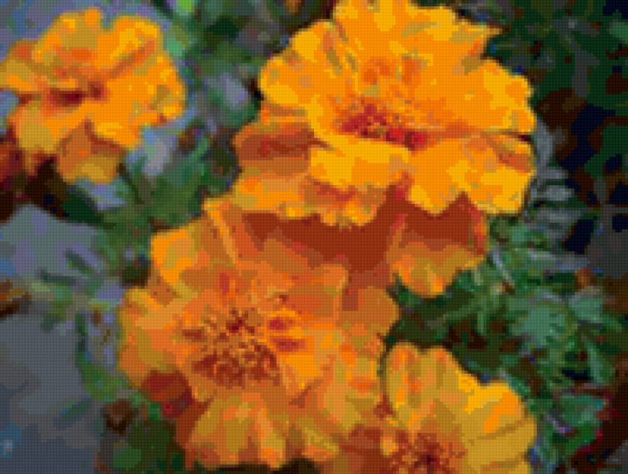 Чорнобривці - квіти, чорнобривці - предпросмотр