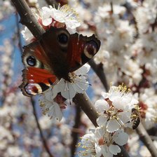 Схема вышивки «Бабочка»