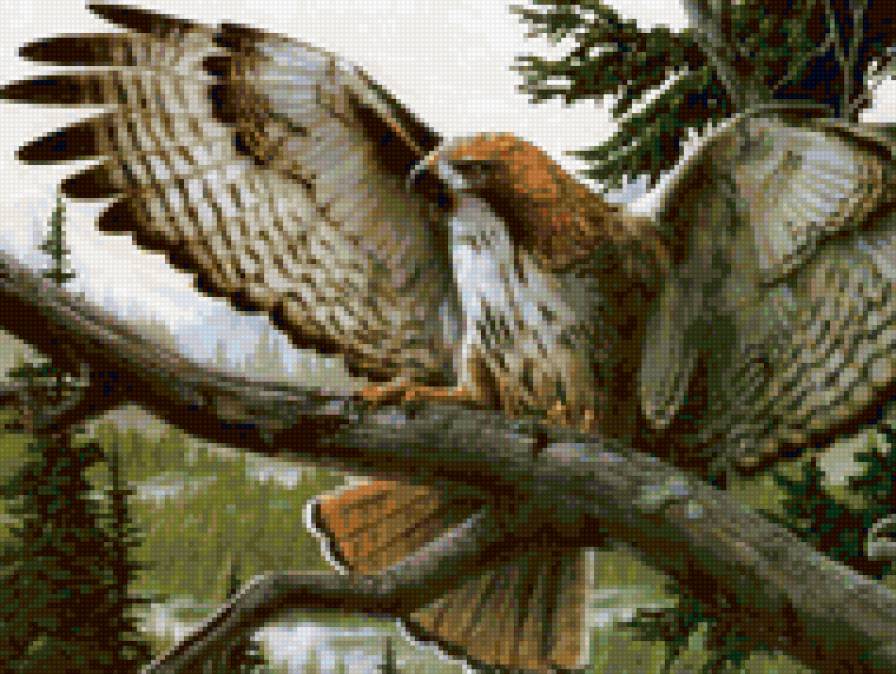 хищная птица - живопись, красота, птицы, природа, картина, сокол - предпросмотр