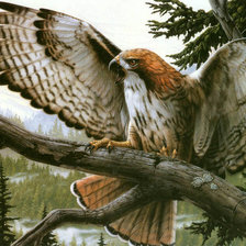 Схема вышивки «хищная птица»