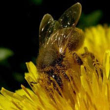 Схема вышивки «Пчёлка»