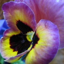 Схема вышивки «Анютыны глазки»