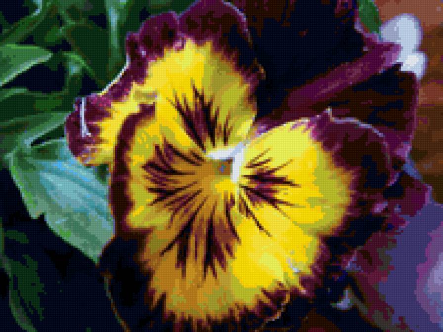 Анютыны глазки - цветы, анютыны глазки - предпросмотр