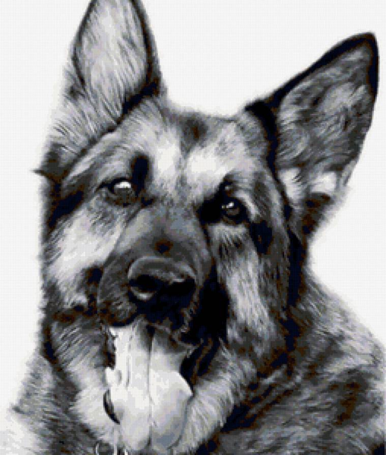 черно-белое - щенок, животные, собака, овчарка - предпросмотр