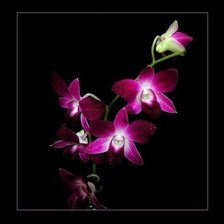 Схема вышивки «орхидея»