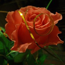 Схема вышивки «Красная роза...»