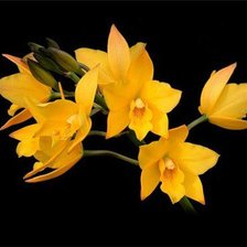 Схема вышивки «№80680»