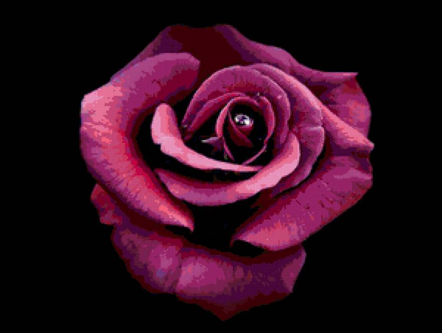 №80703 - розы, роза, цветы, на черном, цветок - предпросмотр