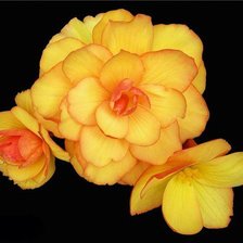 Схема вышивки «№80717»