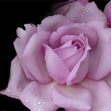 Схема вышивки «№80720»