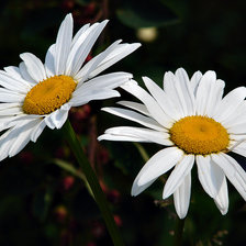 Схема вышивки «№80729»