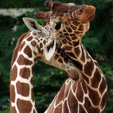 Схема вышивки «жираф»