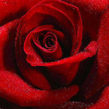 Схема вышивки «роза 4»