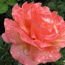 Схема вышивки «роза 5»