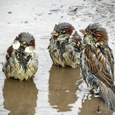 Схема вышивки «Чирики»