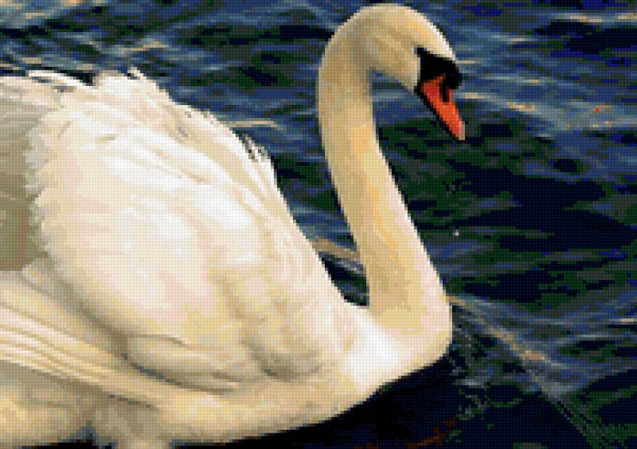 Лебедь белая - лебеди, птицы - предпросмотр