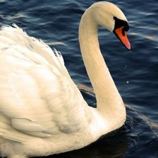 Схема вышивки «Лебедь белая»