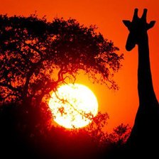 Схема вышивки «африка»