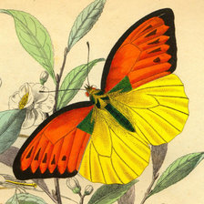 Схема вышивки «№81155»