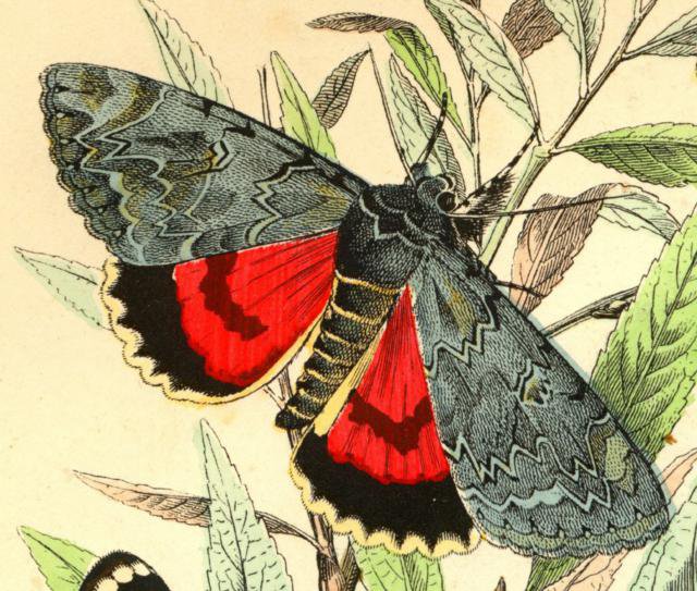 №81168 - бабочка, животные, рисунок - оригинал