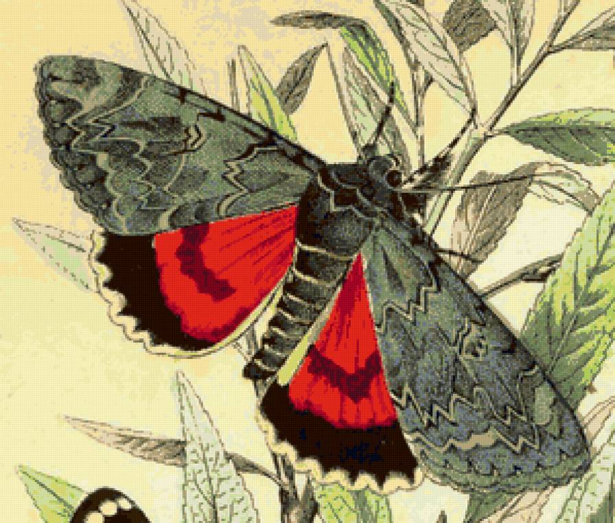 №81168 - бабочка, животные, рисунок - предпросмотр