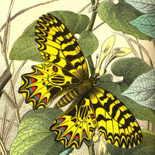 Схема вышивки «№81179»