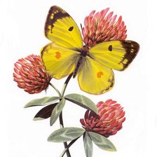 Схема вышивки «№81220»