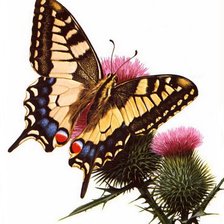 Схема вышивки «№81247»