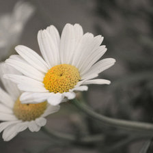 Схема вышивки «ромашки»