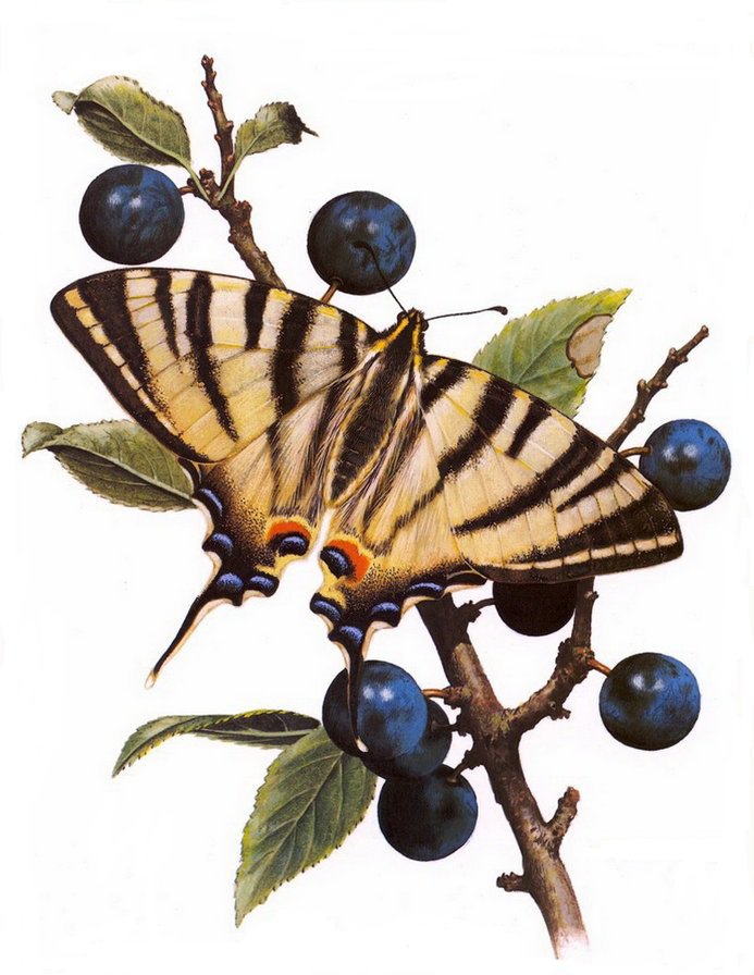 №81257 - ягоды, рисунок, бабочка, животные - оригинал