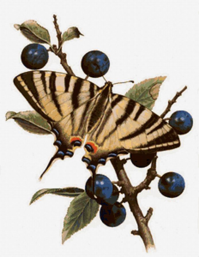 №81257 - животные, рисунок, ягоды, бабочка - предпросмотр