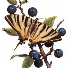 Схема вышивки «№81257»