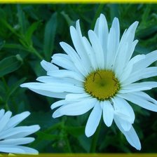 Схема вышивки «ромашки»