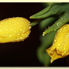 Схема вышивки «тюльпаны»