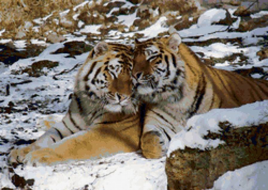 я тебя люблю - животные, тигры - предпросмотр