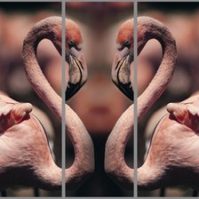 Фламинго