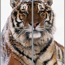 Схема вышивки «Тигр»