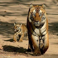 Схема вышивки «на прогулку»