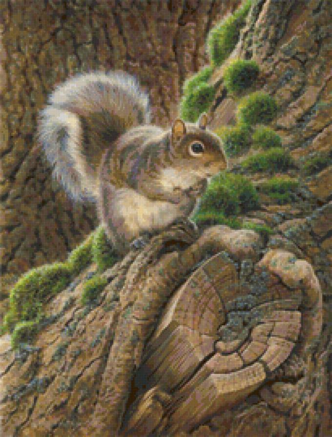 Белочка - белка, животные - предпросмотр