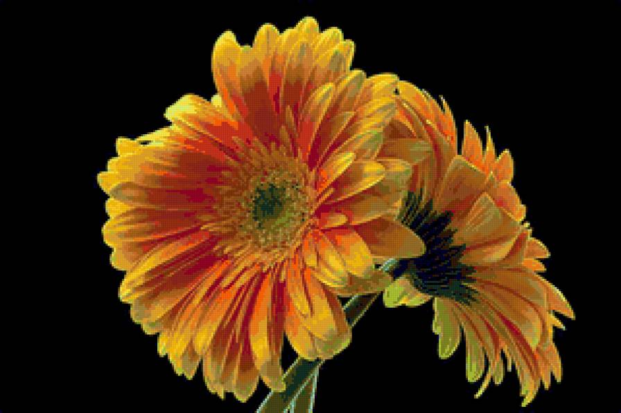 №81586 - цветы, герберы, на черном - предпросмотр