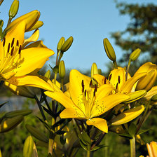 Схема вышивки «№81633»