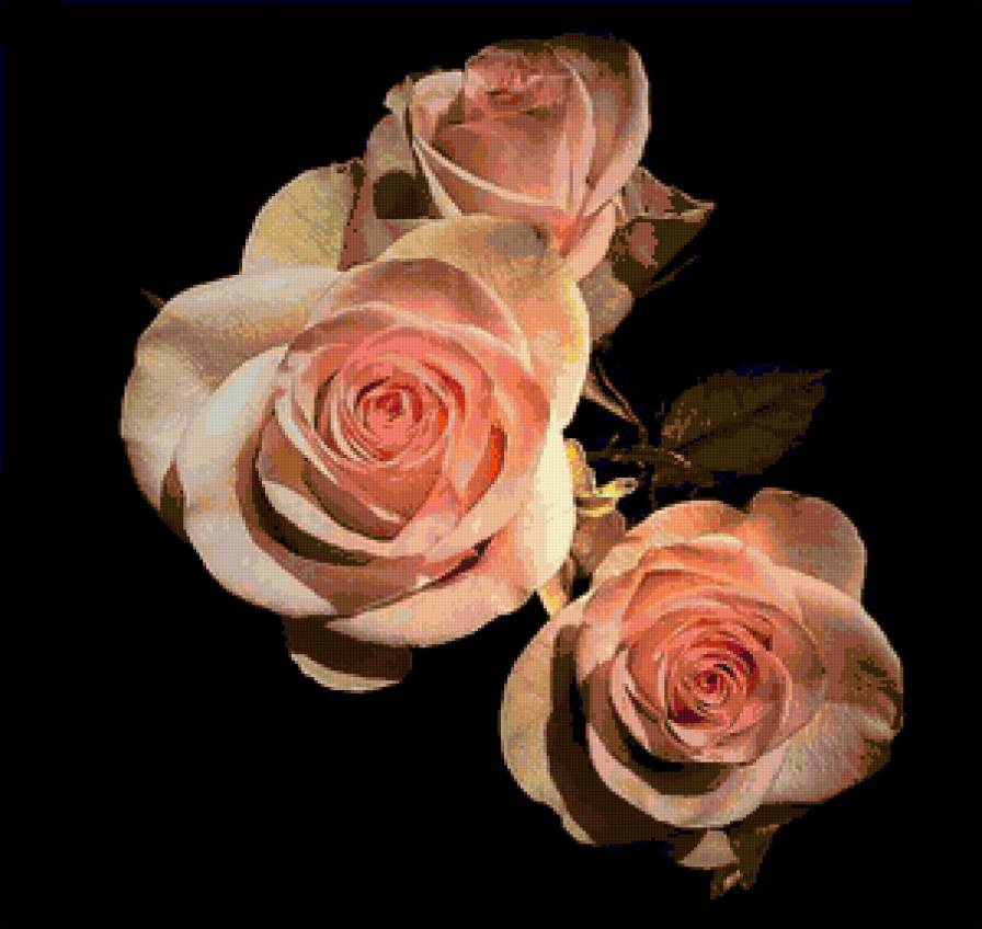 №81634 - подушки, розы, подушка, цветы, на черном - предпросмотр