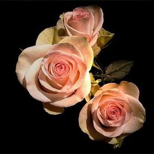 Схема вышивки «№81634»