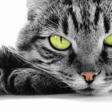 Схема вышивки «Кот»