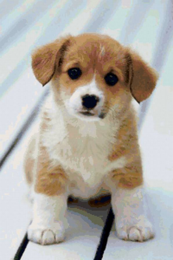 №81882 - собаки, животные, дети - предпросмотр