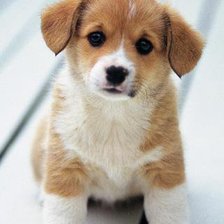 Схема вышивки «№81882»