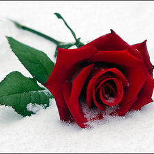 Схема вышивки «Роза»