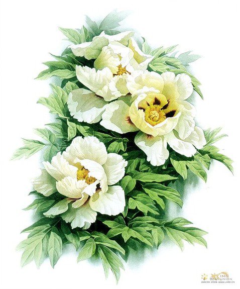 зенг ксиао лиан 1 - зенг ксиао лиан, цветы, живопись - оригинал