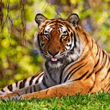 Схема вышивки «Тигр - Золотая осень»