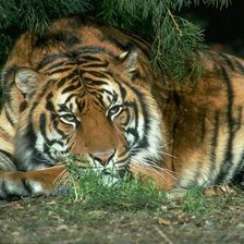 Схема вышивки «Тигр - мудрость»